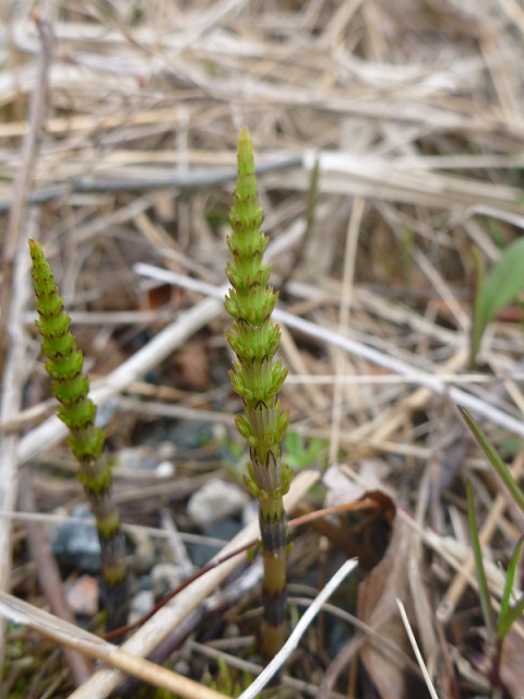 <p>Plants that produce only one type of spore, which develops into a gametophyte that can produce both male and female gametes (Only specimen 1 (horse tail) is homosporous).</p>