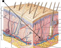 <p>glands that secrete sweat</p>
