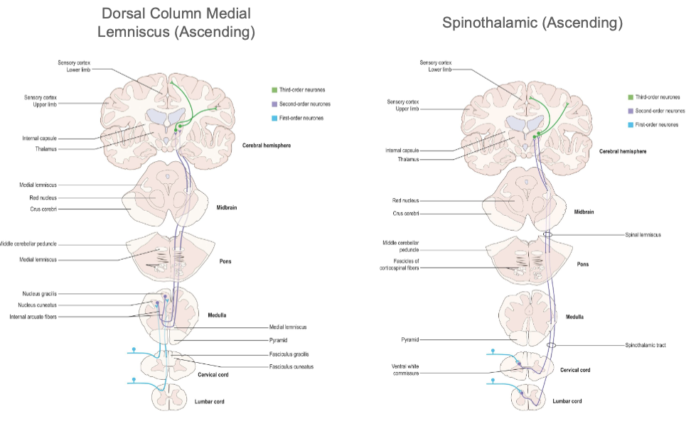 <ul><li><p><strong>Dornal column medial lemniscus</strong> - light, touch, proprioception and vibration</p><ul><li><p>travels through <u>posterior column</u></p></li></ul></li><li><p><strong>Spinothalamic</strong> - pain and temperature</p><ul><li><p>sensory info crosses through the white commissure and to the front part of the<u> lateral column</u></p></li></ul></li></ul><p></p>