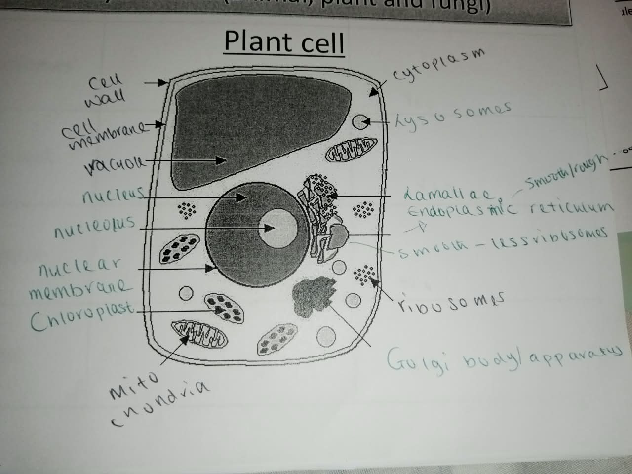 knowt flashcard image