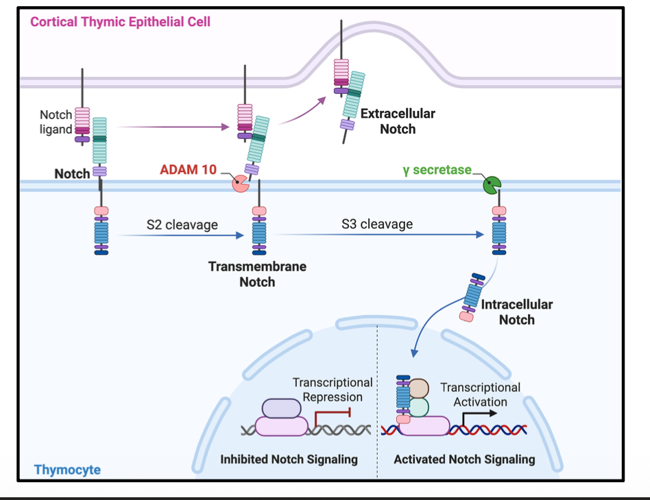 <p>Notch —> ADAM10 with S2 cleavage </p><ul><li><p>then S3 cleavage </p></li><li><p>- intracellular notch</p></li></ul><p></p><p>if no notch= transcriptional repression </p><p>if notch = transcriptional activation</p><p></p>