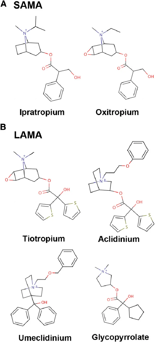 <p><span style="font-family: Arial, sans-serif; line-height: 107%;"><strong>Tiotropium, Umeclidinium, </strong></span><span style="line-height: 107%;"><strong>Glycopyrrolate,</strong></span><span style="font-family: Arial, sans-serif; line-height: 107%;"><strong> y Revefenacin</strong></span></p>