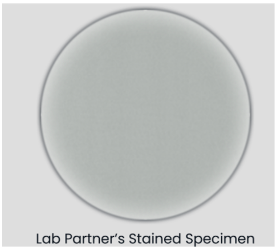 <p>Troubleshoot the following:</p><p>Your lab partner is preparing a smear for simple staining from a solid culture. Oddly, the stained slide doesn't appear to have any cells on it. What went wrong?</p>