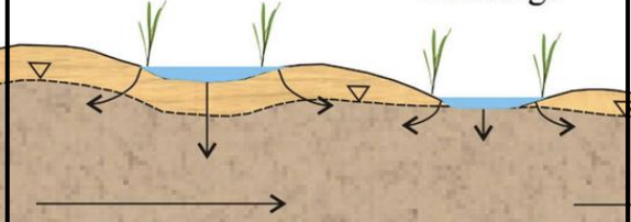 <p>wetland has connection at some point in year with groundwater</p><p>when surface water of wetland is higher than water table</p>