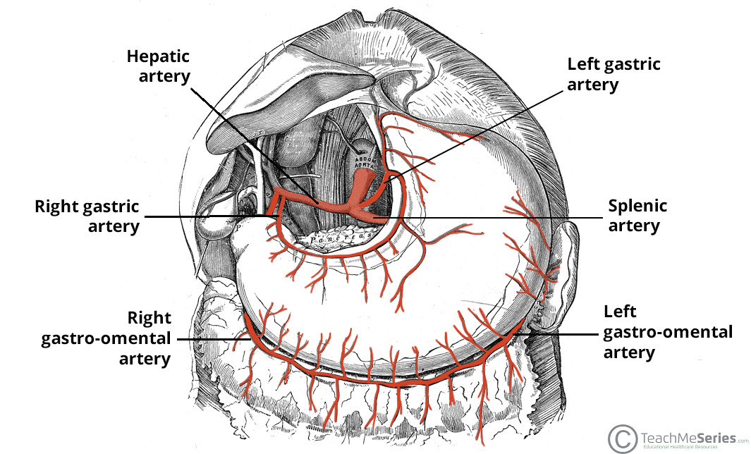 <ul><li><p>splenic artery</p><ul><li><p>curvy</p></li><li><p>behind the stomach</p></li><li><p>supplies spleen and pancreas</p></li></ul></li></ul><p></p>