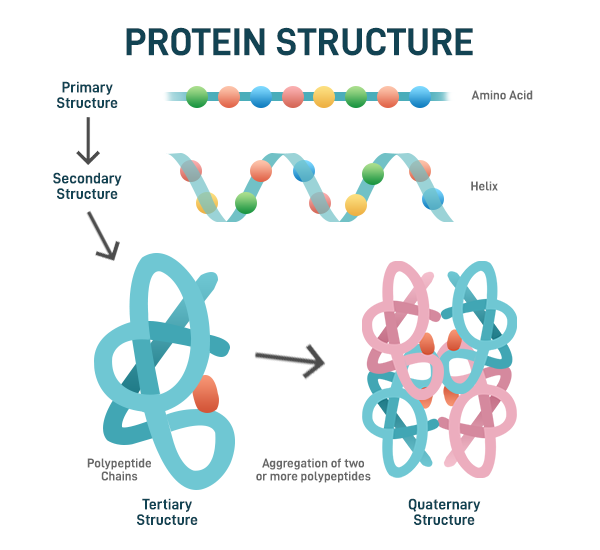 <p>primary: chain of amino acids</p><p>secondary: bonds between backbone of alpha helix</p><p>tertiary: any bonds between R groups, 3D structure</p><p>quaternary: any bonds between R groups of polypeptides</p>