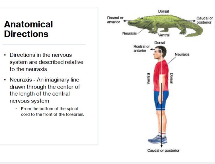 <p>Imaginary line drawn through the center of the length of the central nervous system</p>