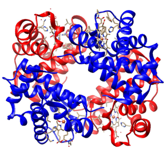 <p>What is hemoglobin's function, and where is it found?</p>