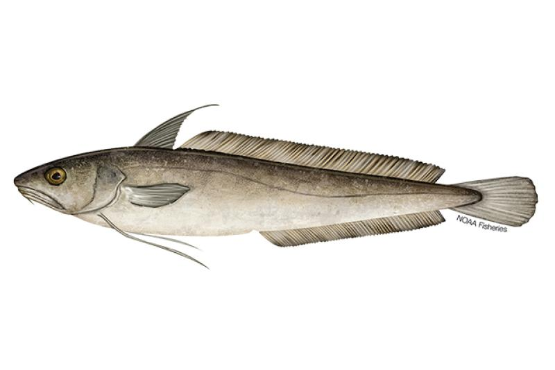 <ul><li><p><span style="background-color: transparent;">Shorter filament on first dorsal</span></p></li><li><p><span style="background-color: transparent;">1 chin barbel </span></p></li><li><p><span style="background-color: transparent;">Epibranchial Feelers </span></p></li><li><p><span style="background-color: transparent;">2 rackers epibrocical (hinge of gill structure)</span></p></li></ul><p></p>
