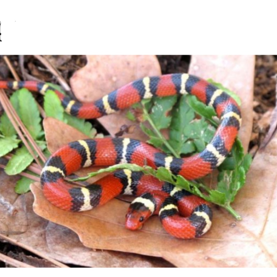 <p>name this animal</p>