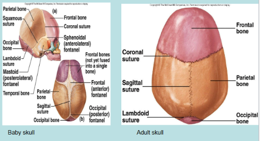<p>Fibrous Joints</p>