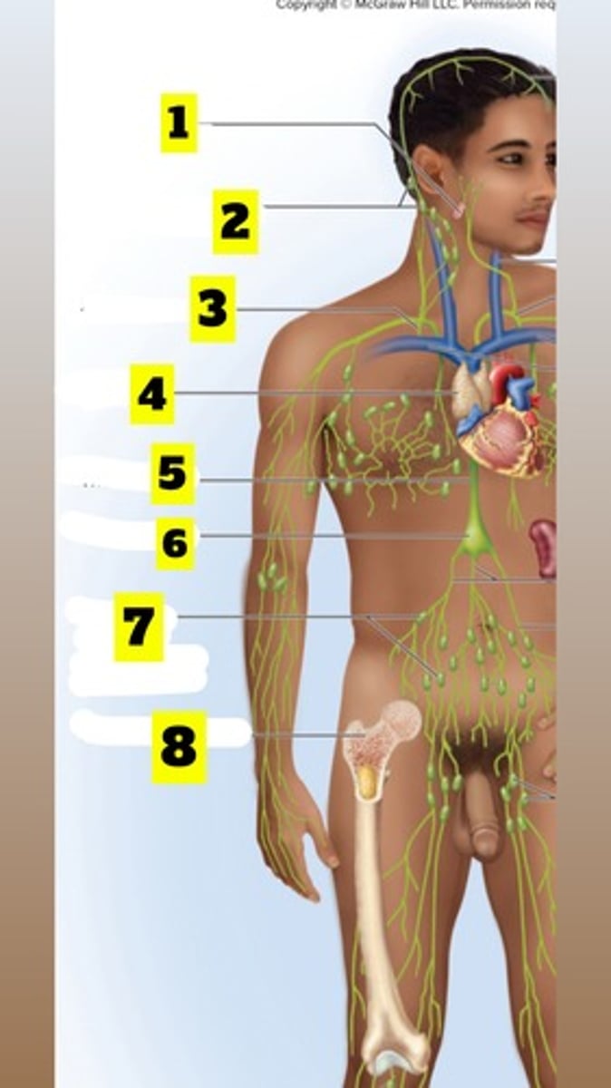 <p>Palatine tonsils</p>