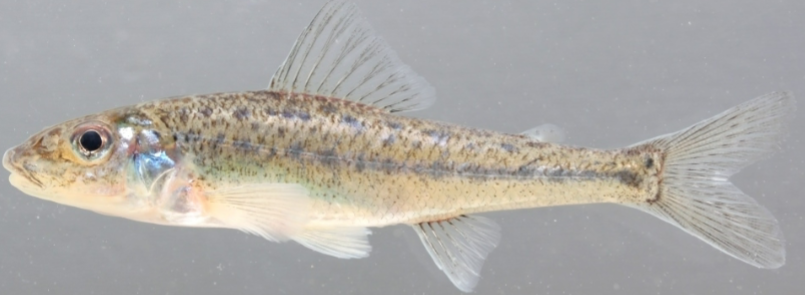 <p>This small fish has a subterminal mouth, an adipose fin, and sides pale with a few black spots</p>