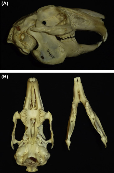 <p>Family Leporidae Lepus americanus (showshoe hare)</p>