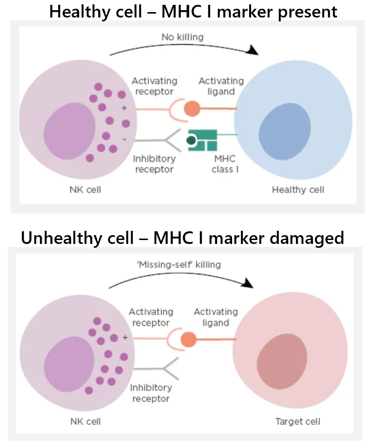 <ul><li><p>natural killer cells target unhealthy body cells (any cell recognised as pathogen infected or cancerous)</p></li><li><p>unhealthy cells lose their MHC I markers. they can no longer be recognised as self</p></li><li><p>induce apoptosis, natural cells process</p></li><li><p>2 functions - detecting + apoptosing intracellular viruses + tumour cells</p></li></ul><p></p><ul><li><p>NK cells check body cells all the time. the NK cell has two receptors which detect wether the cell is healthy or unhealthy</p><ul><li><p>healthy - <span>the activating receptor on the NK cell binds to its receptor on the healthy cell + the MHC I marker on the healthy cell binds to the inhibitory receptor on the NK cell. the cell is recognised as ‘self’ and no activation of the NK cell occurs</span></p></li><li><p>unhealthy - <span>the activating receptor on the NK cell binds to its receptor on the infected cell + the MHC I marker on the infected cell is damaged/missing and cannot bind to the inhibitory receptor on the NK cell. the cell is recognised as ‘non-self’ → starts apoptosis pathway</span></p></li></ul></li></ul><p></p>