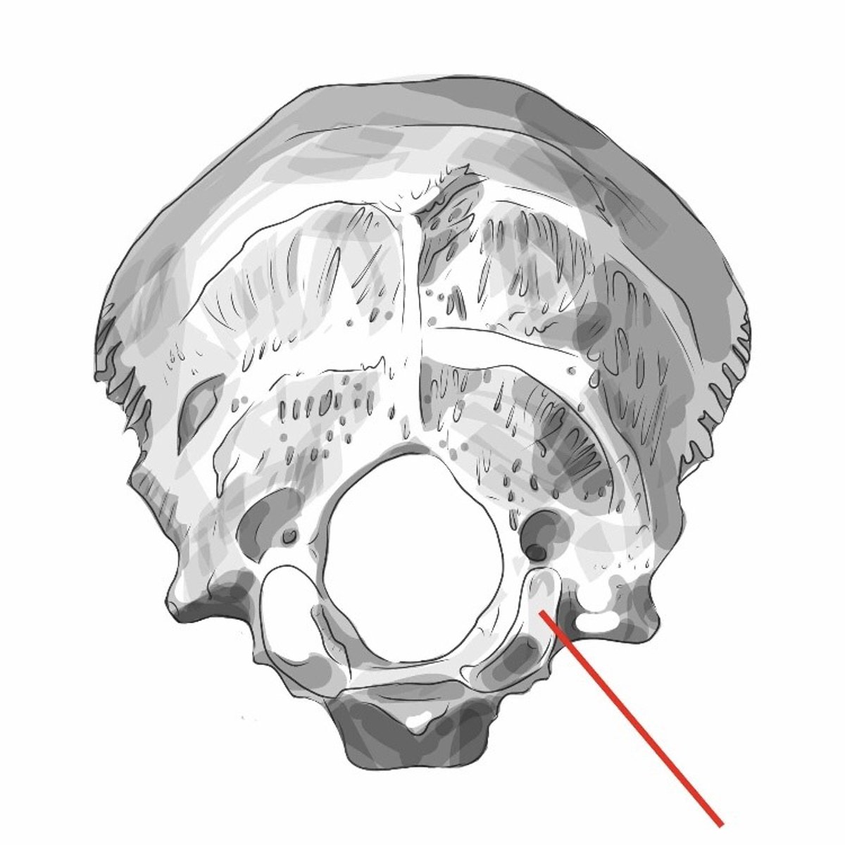 <p>exocraniale zijde, gewrichtsvlakken gelegen die rusten op de atlas</p>