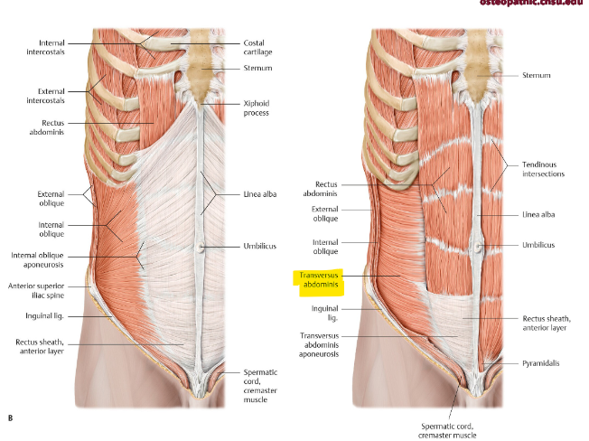 <p>what is the function of the transversus abdominis? origin and insertion? fibers?</p>