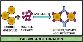 <p>Passive Agglutination</p>