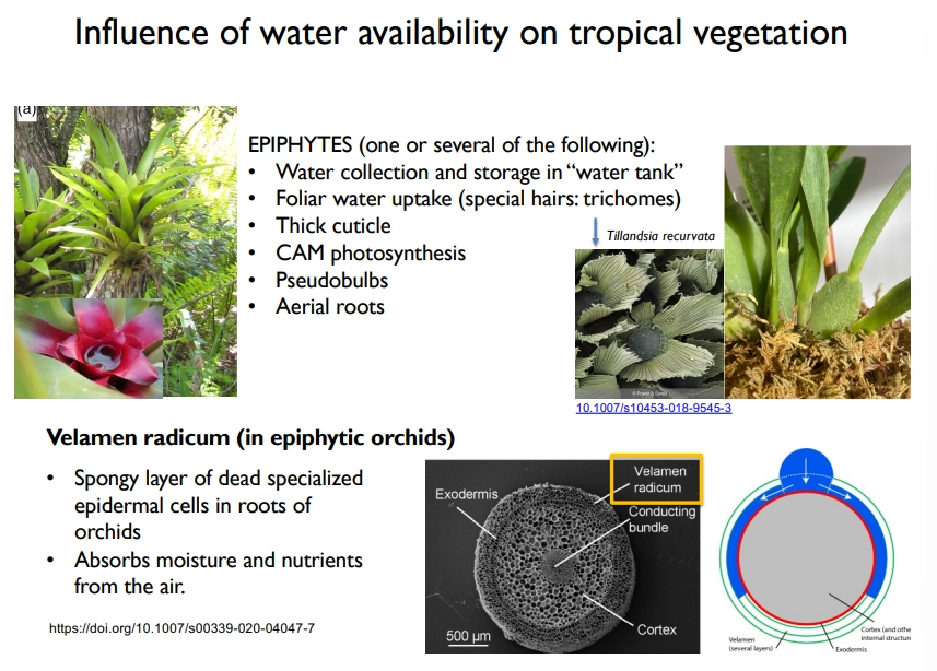 <ul><li><p>because epiphytes don’t live on the ground, their access to water is not reliable/consistent</p></li><li><p>they collect water and store it in water tanks</p></li><li><p>trichome hairs on leaves assist water capture</p></li><li><p>thick cuticle</p></li><li><p>CAM photosynthesis</p></li><li><p>pseudobulbs</p></li><li><p>aerial roots</p></li><li><p>specialised spongy epidermis around roots in epiphytic orchids</p></li></ul><p></p>