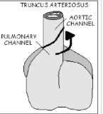 <p>What does the image represent? What occurs during this phase? Identify the week of development.</p>