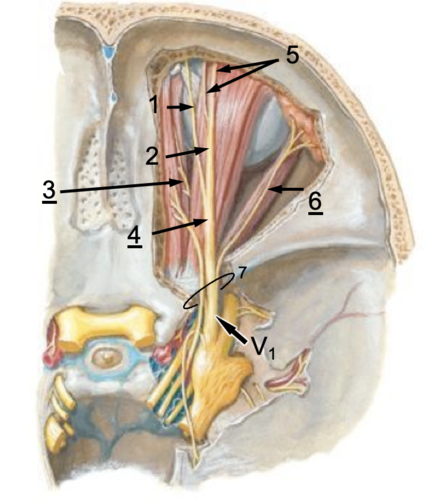 <p>Identify the structure at #4</p>