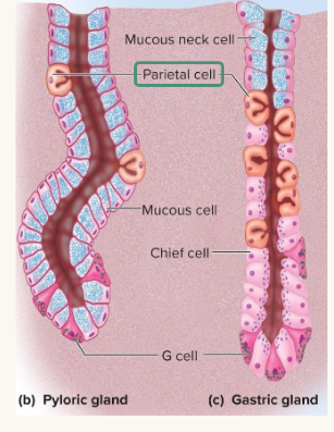 <p>intrinsic factor, ghrelin, and HCl</p>