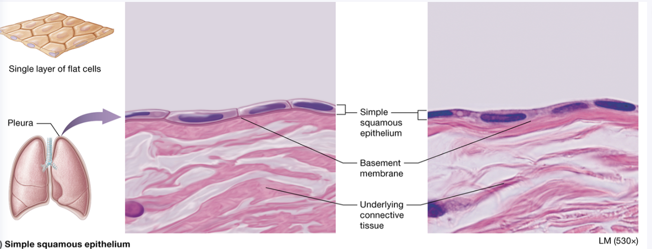 <p>simple squamous: location</p>