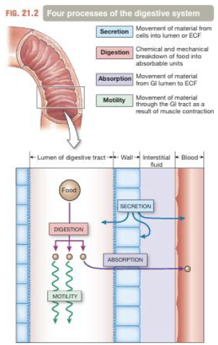 <ol><li><p>Autodigestion</p></li><li><p>Mass Balance</p></li><li><p>Defense</p></li></ol><p>*Motility and secretion are major contributors in these challenges</p><p></p>