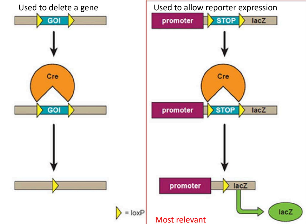 <p>is a <u>conditional </u>gene expression system (aka can control gene expression)</p><ul><li><p><strong><u>Cre </u></strong>— a recombinase enzyme that recombines DNA at specific LoxP sequences</p></li></ul><p>_</p><p>functions:</p><ul><li><p>mainly used for <strong><u>reporter expression </u></strong><u>(aka where the reporter gene is expressed as a result)</u></p></li><li><p>also used to delete a gene</p></li></ul><p></p>