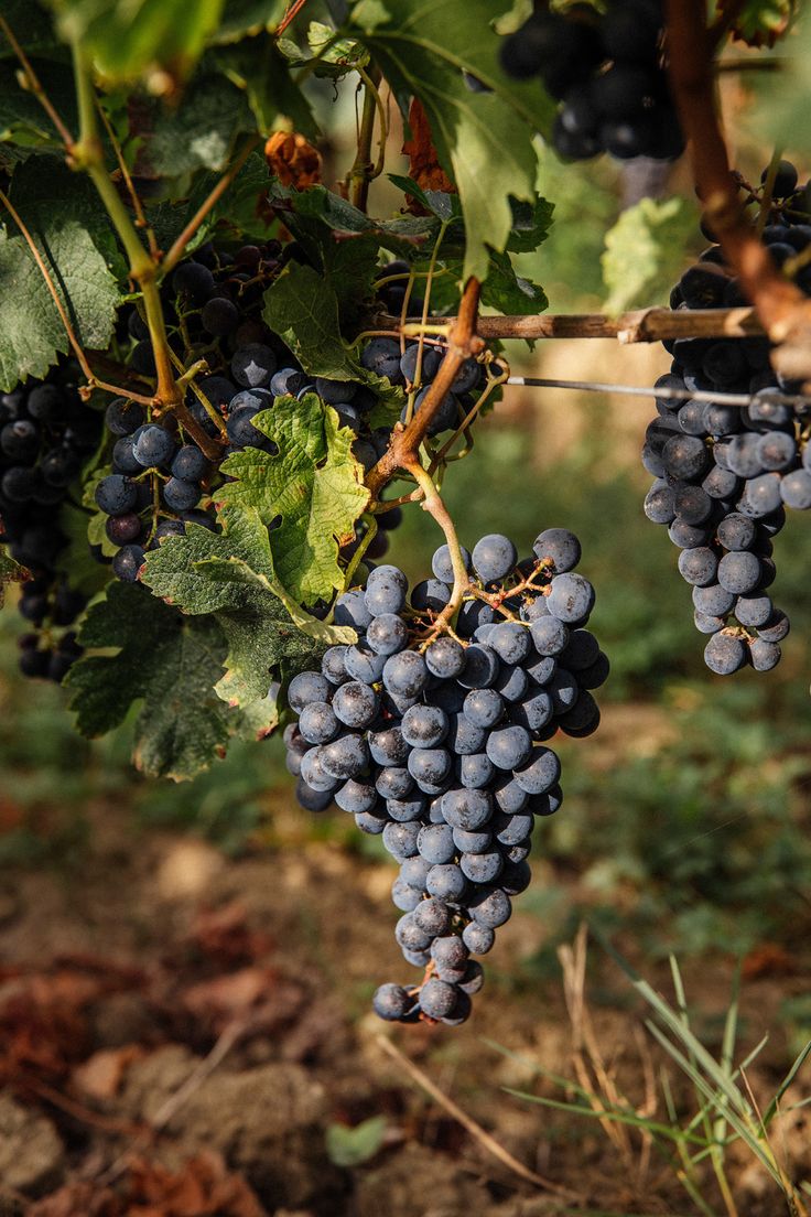 <p>grape</p>