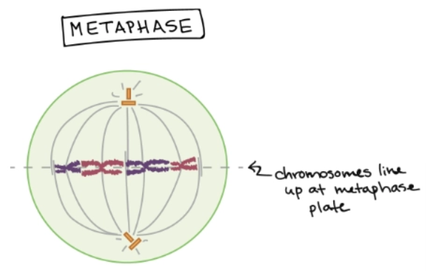 <p>Mitosis - Step 3</p><ul><li><p>Miotic spindle line chromosomes up at the metaphase plate (middle of cell)</p></li><li><p>Spindle Checkpoint - Ensures that everything is attached correctly. The cell will not move on the the next phase if not</p></li></ul><p></p>