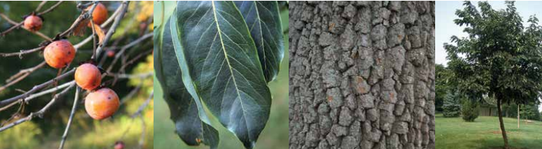 <p>Identify this tree: </p>