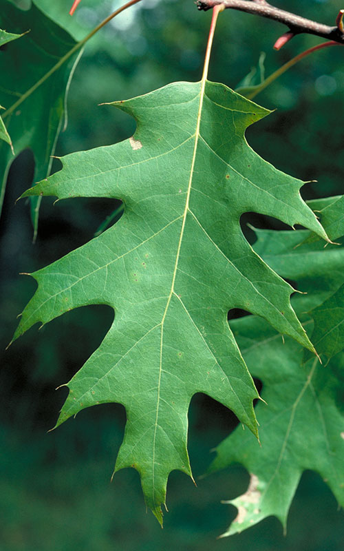 <p>marcescence, pointed lobes, sandy soil, mid-successional</p>