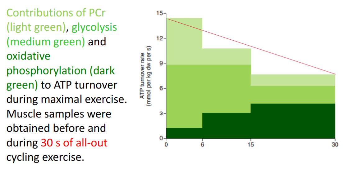 <p>aerobic glycolysis (oxidative phosphorylation)</p><p>anaerobic glycolysis, PCR</p>