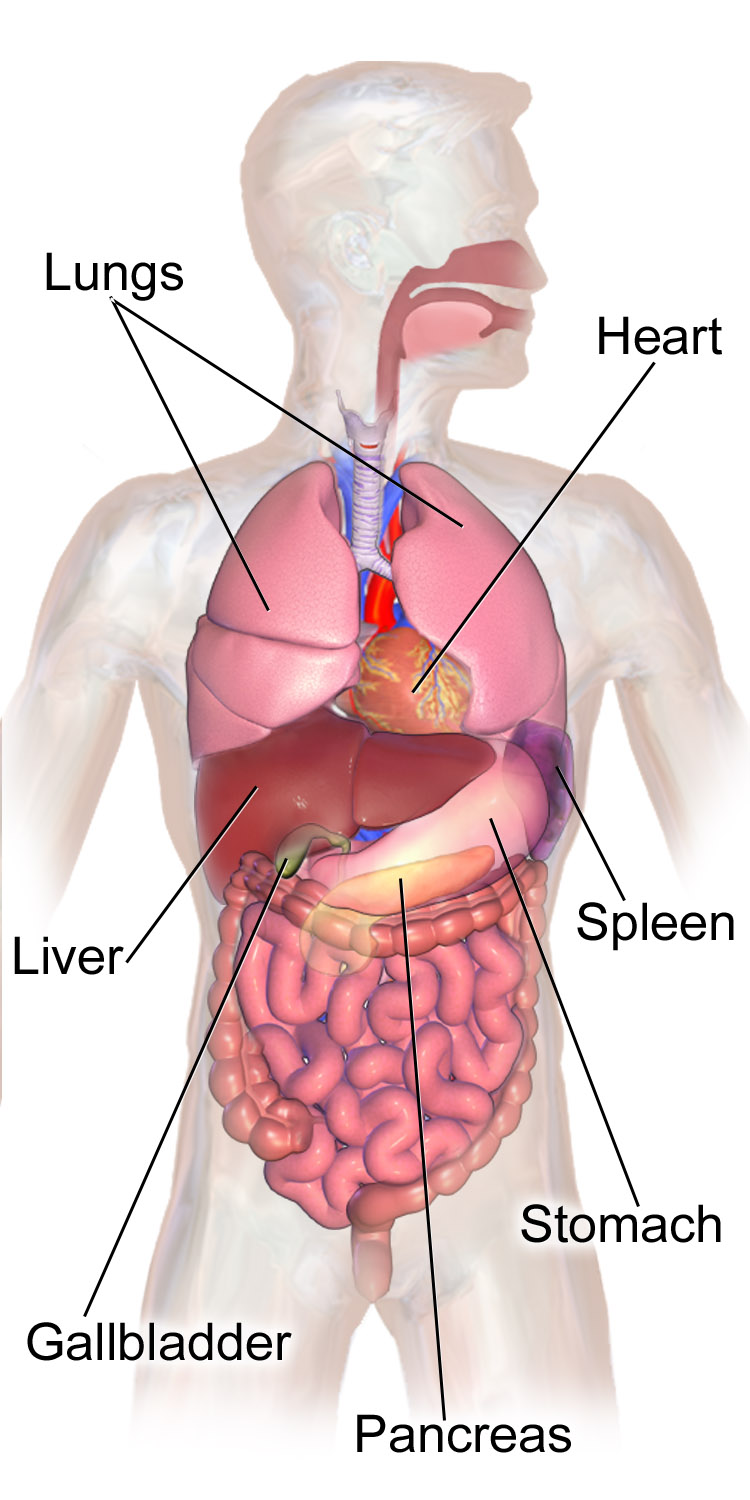 <ol><li><p>Thoracic Cavity:</p><ul><li><p>Lungs</p></li><li><p>Heart</p></li></ul></li><li><p>Abdominal Cavity:</p><ul><li><p>Digestive Organs (stomach, intestines)</p></li></ul></li><li><p>Pelvic Cavity:</p><ul><li><p>Urinary Bladder</p></li><li><p>Reproductive Organs</p></li></ul></li></ol><p></p>
