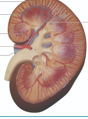 <p>word bank:</p><p></p><p>renal artery</p><p>interlobar vein and artery</p><p>renal vein</p><p>segmental</p><p>arcuate </p><p>cortical radiate </p>