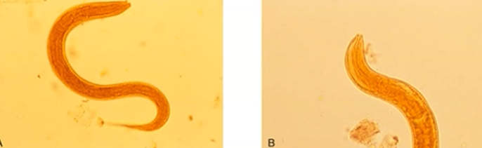 <p><span style="background-color: rgba(0, 0, 0, 0); line-height: 19.7625px;">What is the species in this photo and WHY?</span></p>