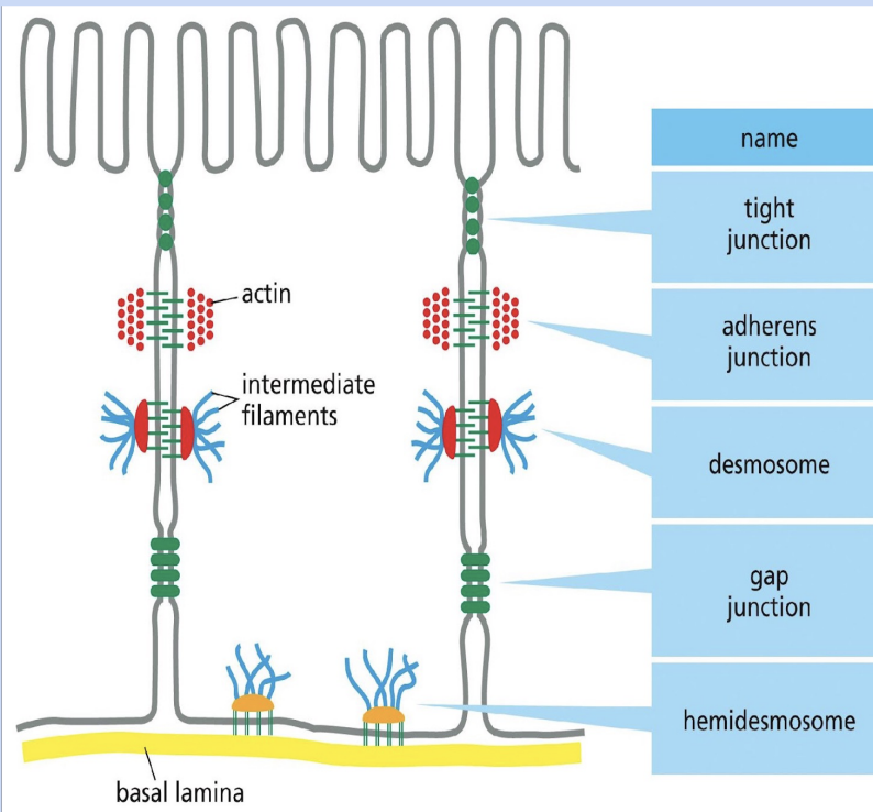 <p>anchors INTERMEDIATE FILAMENTS in a cell <strong>TO the basal lamina</strong></p>