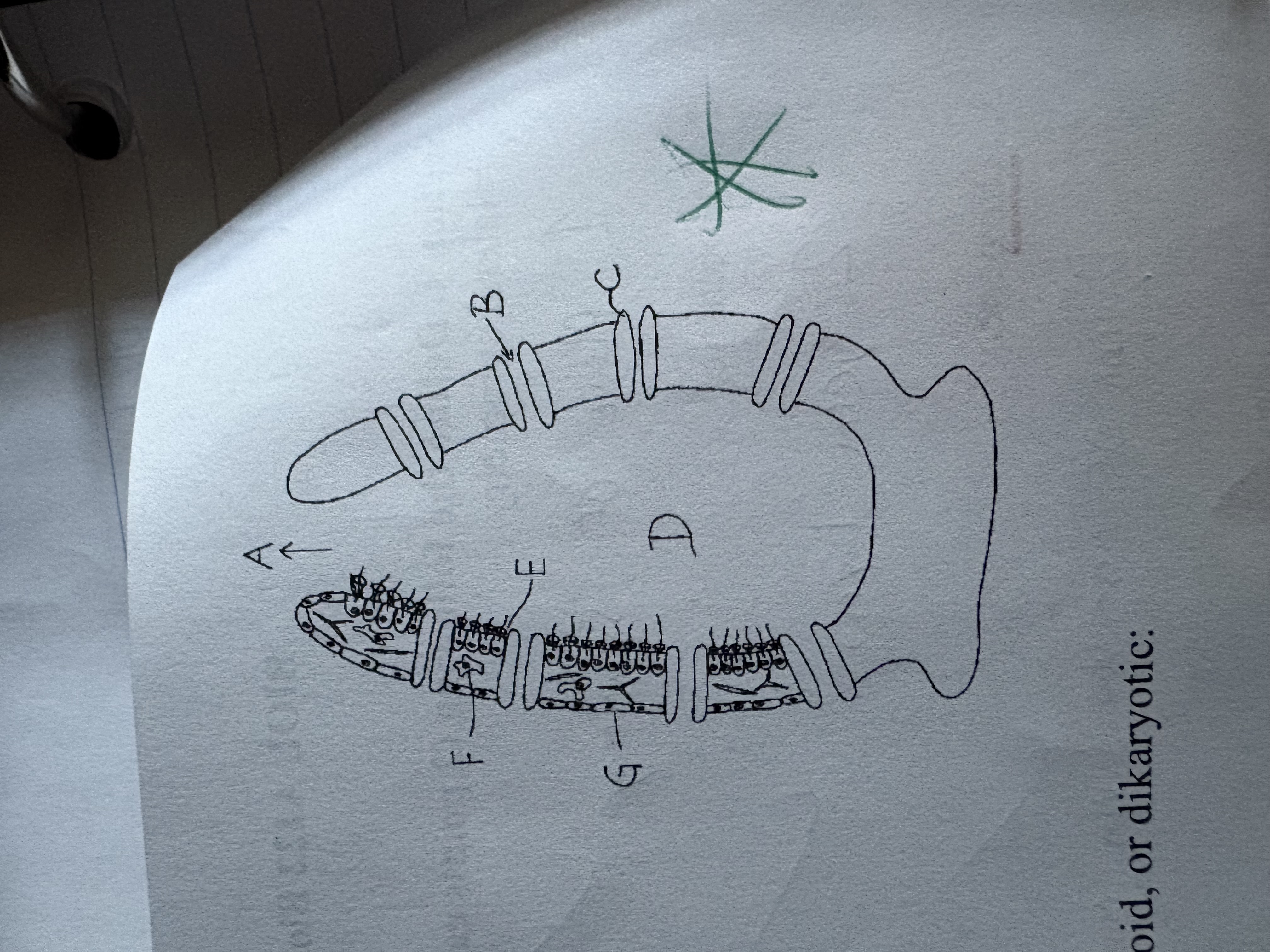 <p>Name the cell type represented by the letter E</p>