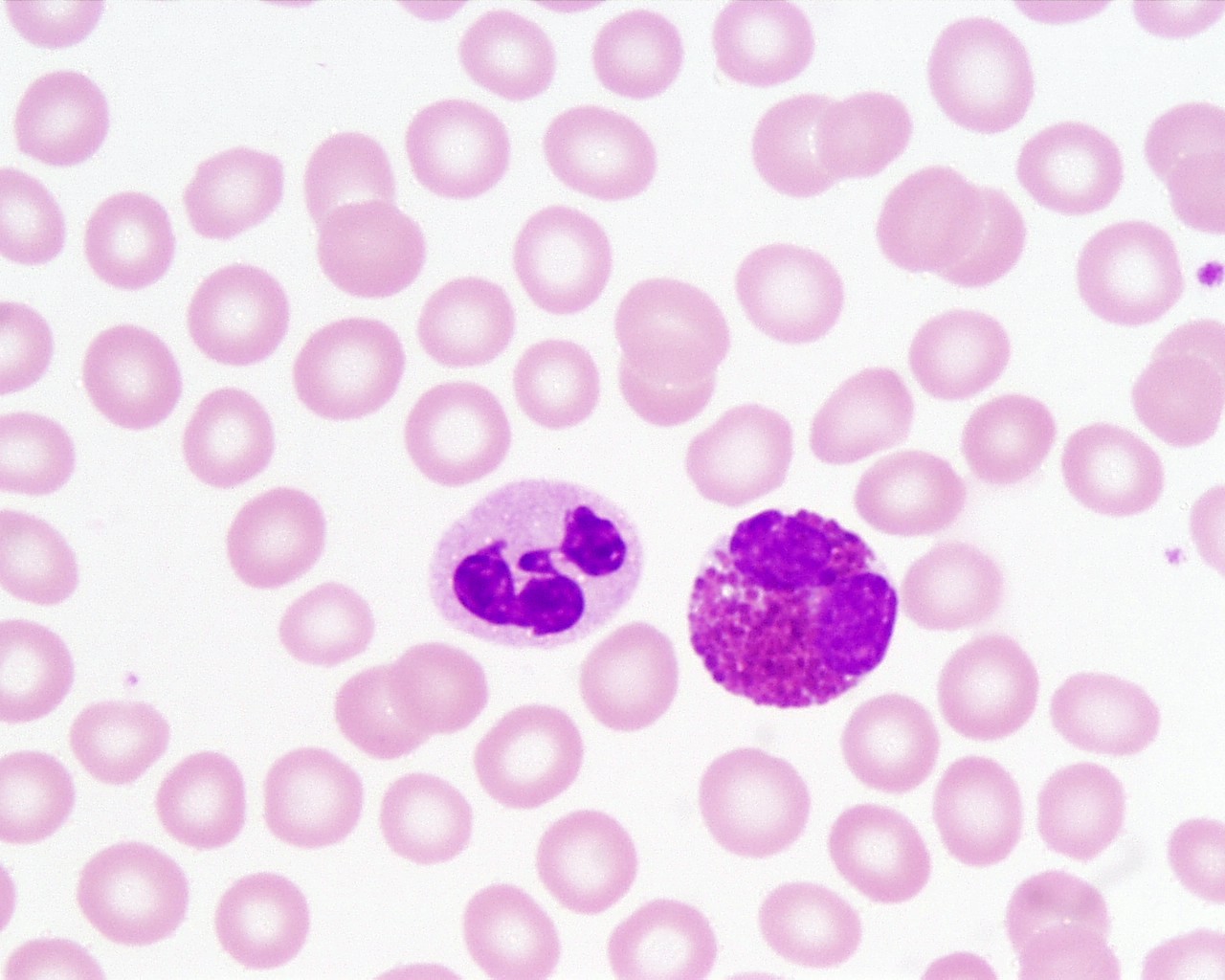 <p>Identifica el tejido y las células presentes</p>