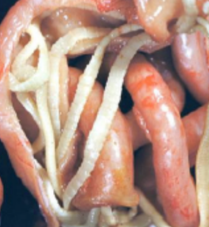 <p>Taenia pisiformis (rabbit tapeworm) life cycle</p>