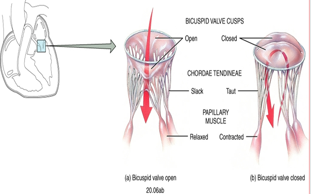 <p>• Direct the flow of blood</p><p>– In one direction</p><p>– Between chambers and vessels </p><p>• Chordae tendineae</p><p>– Tendon-like cords </p><p>• Connect valve cusps and papillary muscles</p><p> • Papillary muscles</p><p>– Hold valve flaps</p><p>– Prevent flaps from flipping up or everting</p>