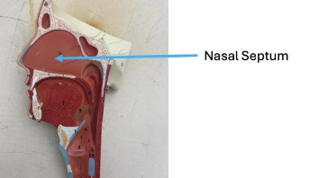 <p>nasal septum</p>