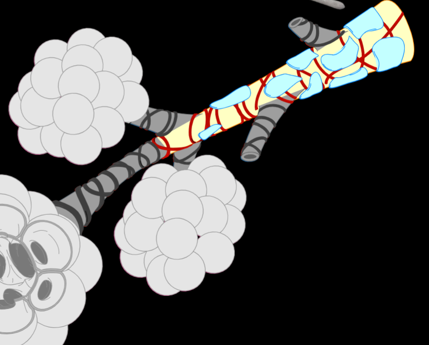<p>What is this, how is its structure different from the larger bronchi?</p>