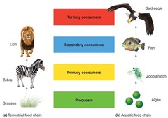 <p>The sequence of consumption from producers through tertiary consumers.</p>