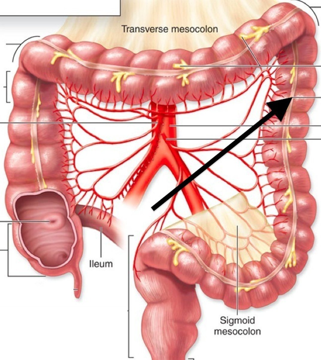 <p>3 longitudinal ribbon of smooth muscle</p><p>additional layer of muscle</p>