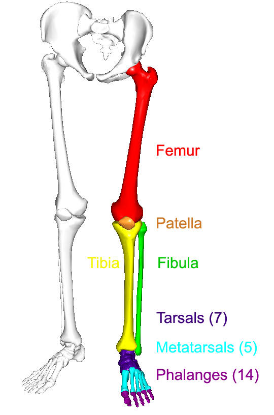 <p>Femur, Tibia, Fibula, Tarsals, Metatarsals, Phalanges, Sesamoid Bones</p>