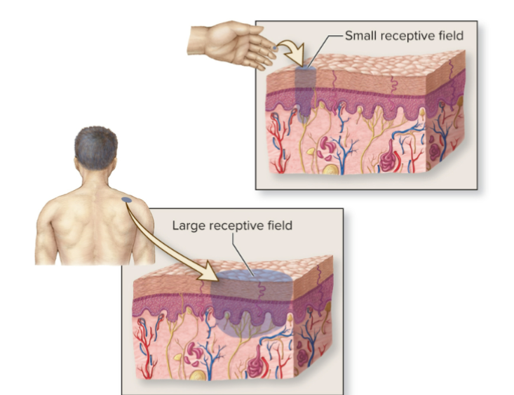 <p>Receptors have ____________: Areas through which their sensitive ends are distributed</p>
