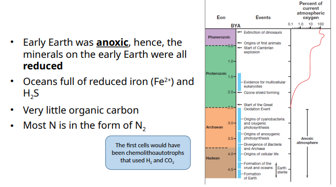 <p>chemolithoautotrophs; H2 and CO2</p>