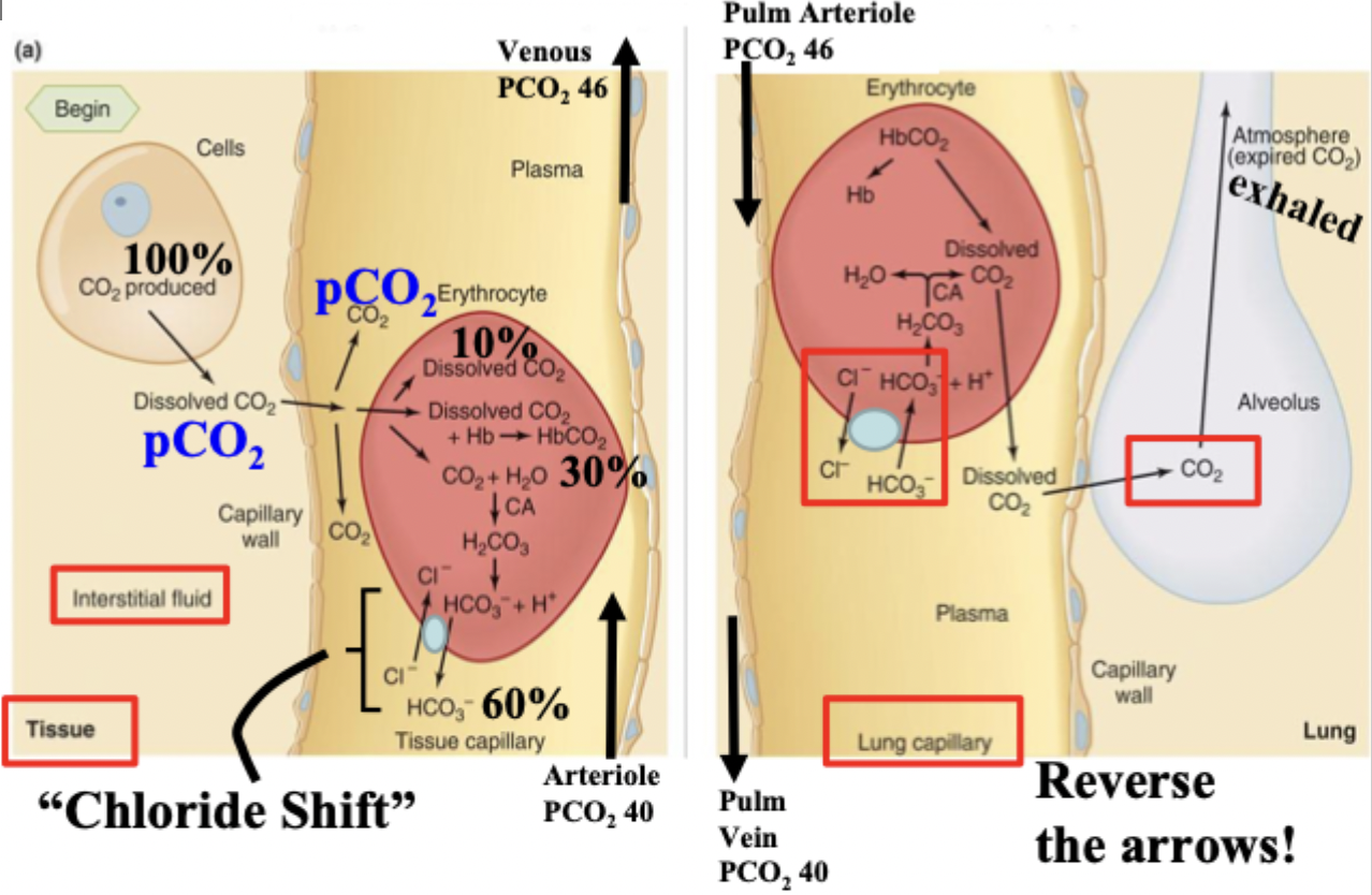 <p>CO2 produced in cells → dissolved into plasma → binds to Hb/made into bicarbonate → plasma → alveoli</p>
